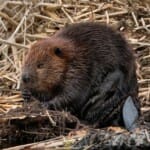 Beverspotten in De Biesbosch: Nederlands grootste knaagdier