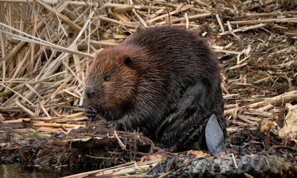 Beverspotten in De Biesbosch: Nederlands grootste knaagdier