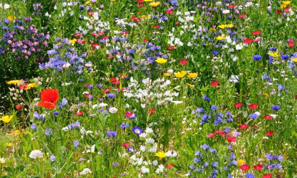 Bewonder siergrassen en wilde bloemenweides op deze 4 plekken