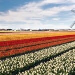 Bloemenpracht: Ontdek de kleurrijke bloemenvelden van Nederland