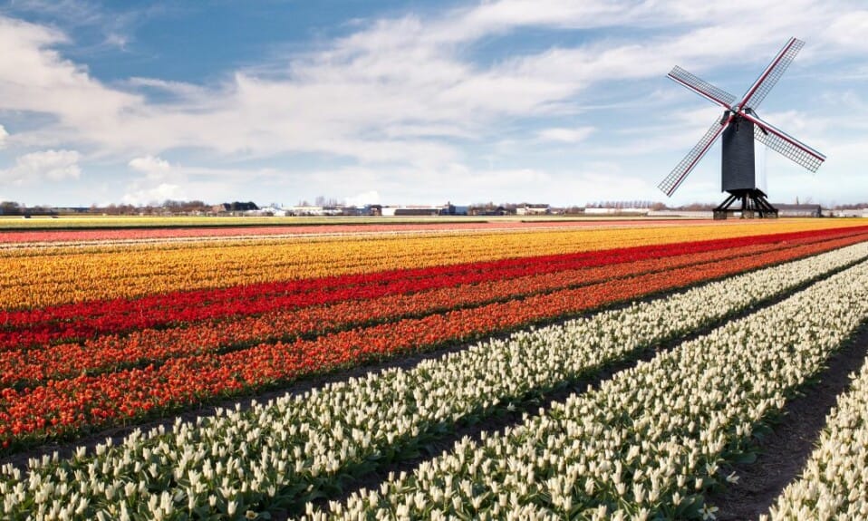 Bloemenpracht: Ontdek de kleurrijke bloemenvelden van Nederland