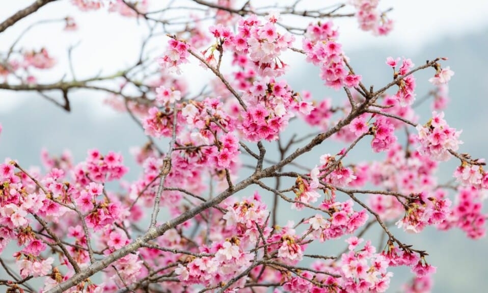 Bloemenpracht: Verken beroemde bloementuinen en parken in Nederland