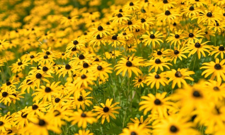 9 plekken die je betoveren door de geurige rozen en bloemenperken