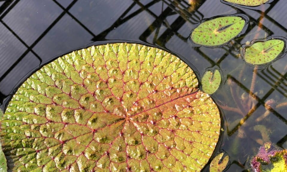 Zeldzame planten in 5 botanische tuinen van Nederland