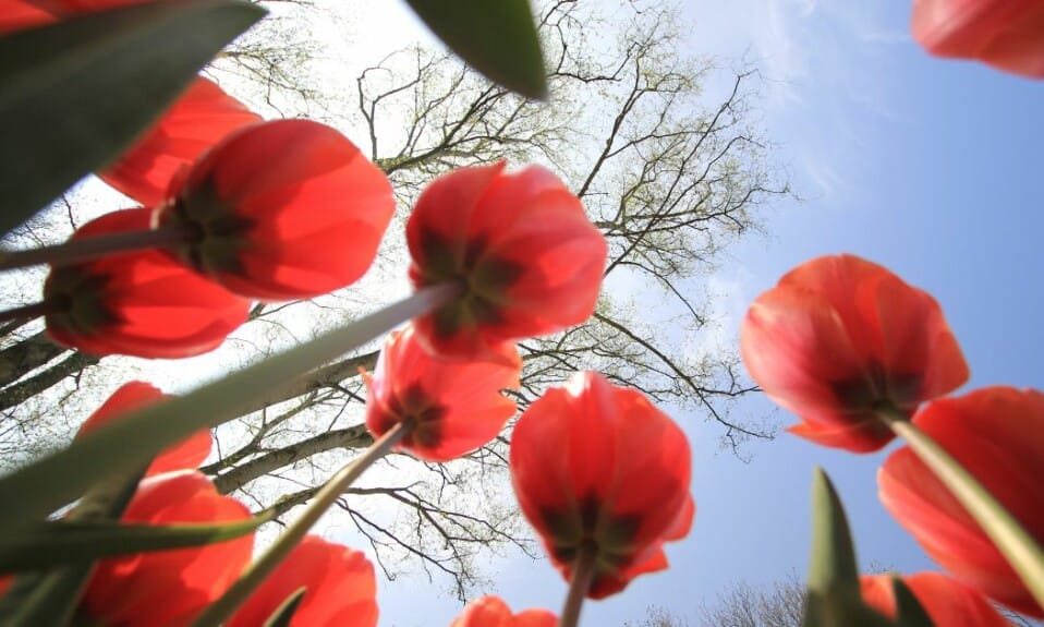 Creëer je eigen mini-Keukenhof: Van bol tot bloei