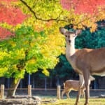 Dierenpark Plaswijckpark: Kleine dierentuin, groot plezier