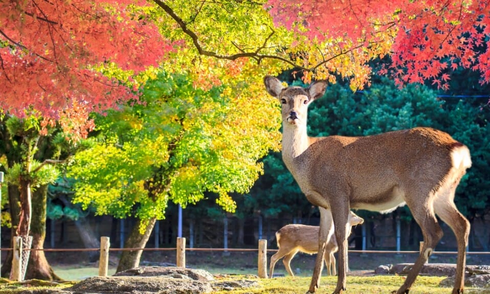 Dierenpark Plaswijckpark: Kleine dierentuin, groot plezier