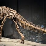 Dino Experience Naturalis: Oog in oog met T-Rex