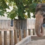 Educatie en avontuur in Burgers' Zoo voor jong en oud