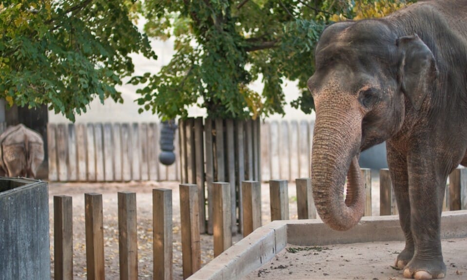 Educatie en avontuur in Burgers' Zoo voor jong en oud