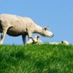 Een dag op Marken: waar water en land samenkomen