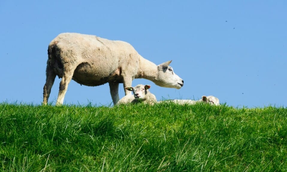 Een dag op Marken: waar water en land samenkomen