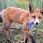 Heemskerkse Duinen: Wandelen door een natuurparadijs