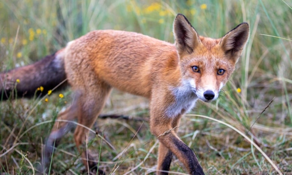 Heemskerkse Duinen: Wandelen door een natuurparadijs