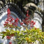 Hortus botanicus Leiden: Exotische planten en hun ontdekkingsreizigers