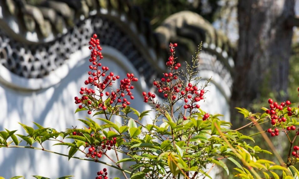 Hortus botanicus Leiden: Exotische planten en hun ontdekkingsreizigers