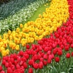 Instagram-perfect: De mooiste plekken in Keukenhof