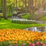 Keukenhof: Meer dan alleen bloemen