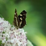 Plantenspecials in Botanische Tuin TU Delft: Groene technologie ontdekken