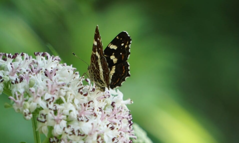 Plantenspecials in Botanische Tuin TU Delft: Groene technologie ontdekken