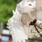 Avifauna roofvogelshow