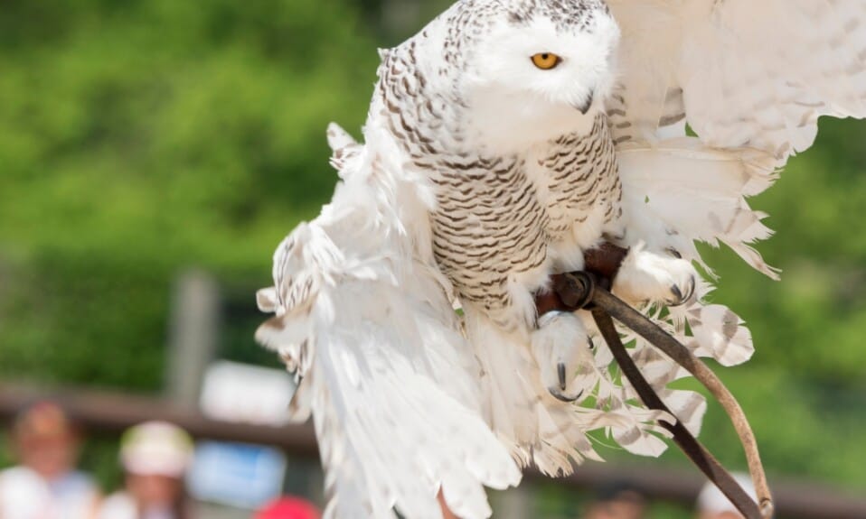 Avifauna roofvogelshow