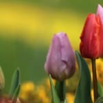 Tulpenparadijs: Dwaal door kleurrijke tulpen- en bloembollenvelden in Nederland