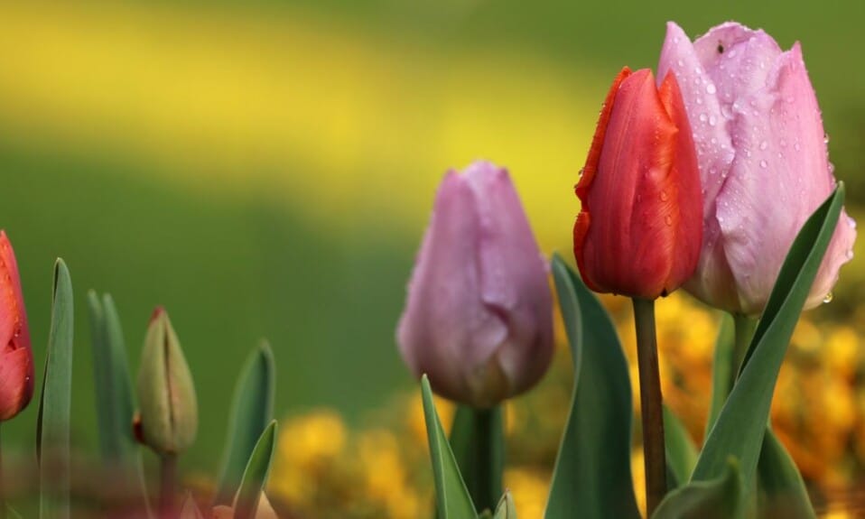 Tulpenparadijs: Dwaal door kleurrijke tulpen- en bloembollenvelden in Nederland