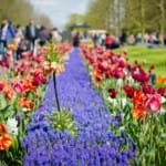 Keukenhof: Je eigen private tuinparadijs