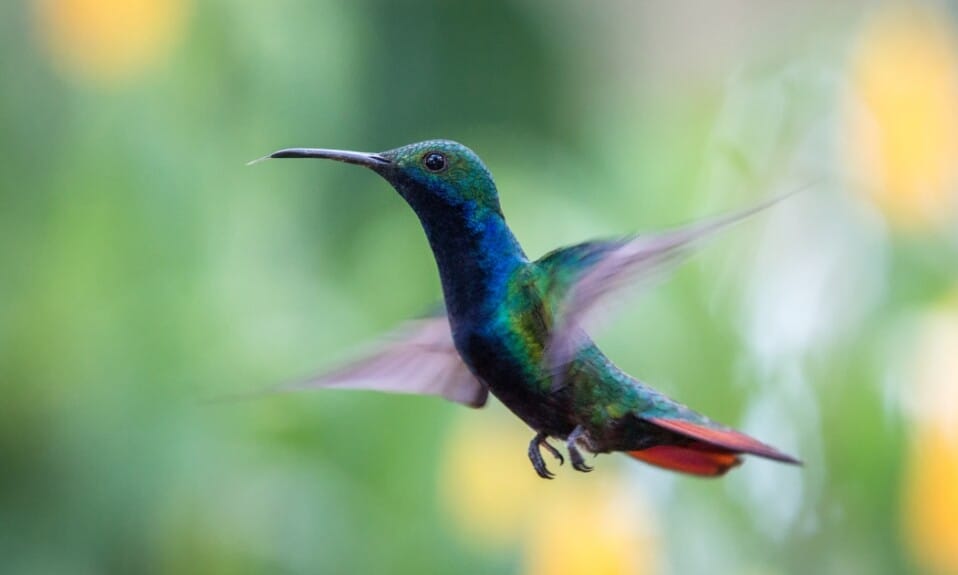 Vogelspotten in Avifauna: Wereldreis langs bijzondere vogels