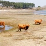 Wandelen door een levend schilderij: Zuid-Kennemerland