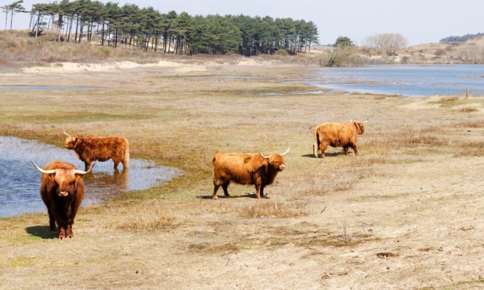 Wandelen door een levend schilderij: Zuid-Kennemerland