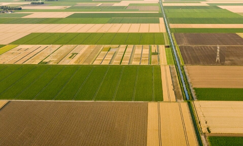 Wanneer bloeit Noord-Holland: het seizoen van kleur